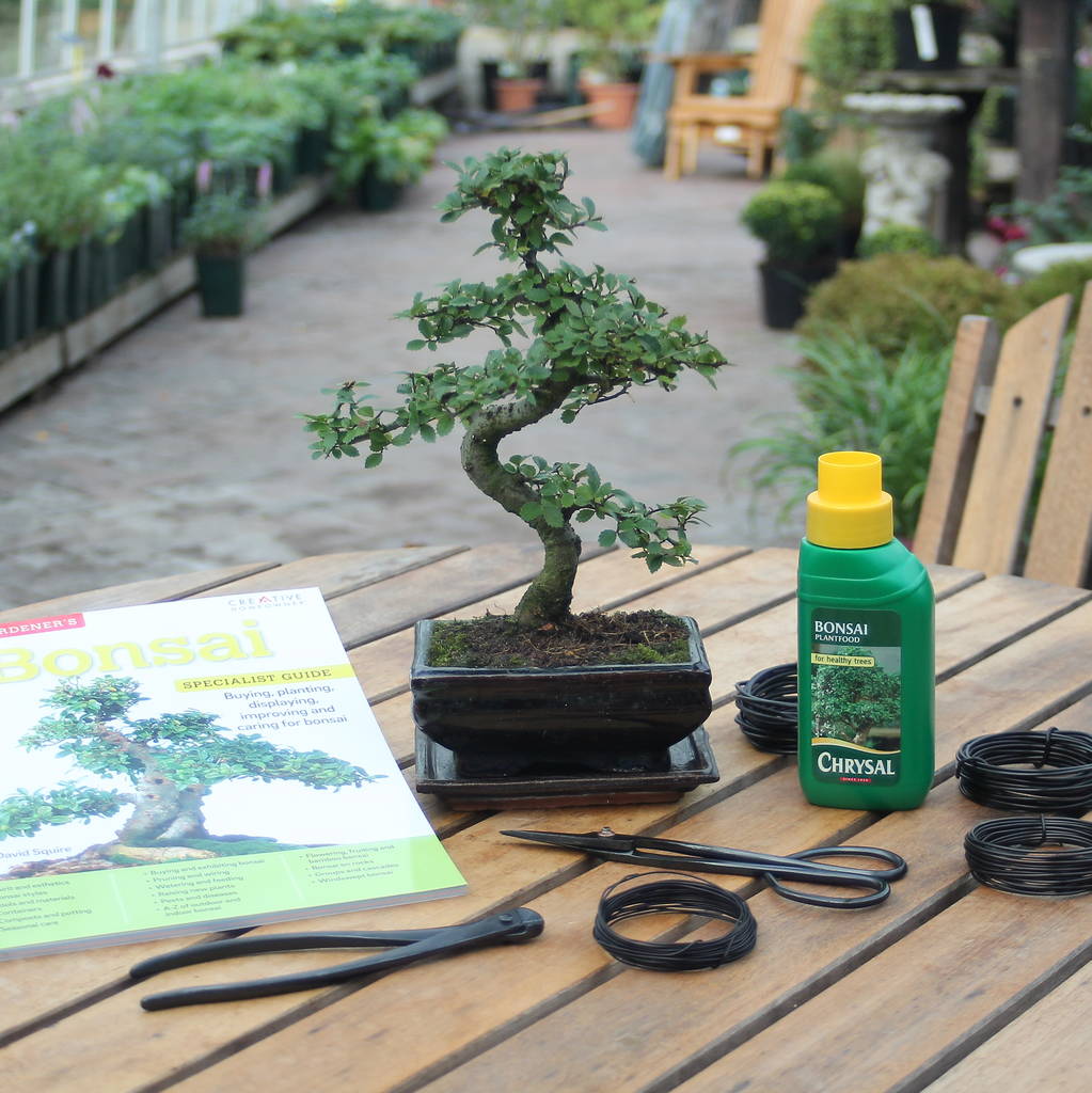 Eight Year Old Bonsai Tree Premium Gift Set By All Things