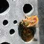 Concrete Bee Hotel Bee Brick, thumbnail 9 of 11