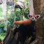Handmade Red Panda Fair Trade, thumbnail 2 of 2