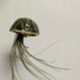 Ceramic Shell Jellyfish Air Plant Gift For Plant Lover, thumbnail 4 of 12