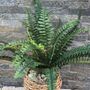 Large Boston Fern In Basket Weave Plant Stand, thumbnail 3 of 8