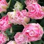 Tulip Foxtrot – 15 Soft Pink Double Tulip Bulbs, thumbnail 1 of 2