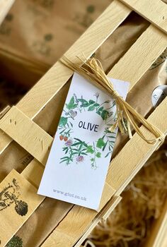 Olive Tree Plant Gift, 2 of 7