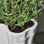 Personalised Large White Wellington Boots Planter, thumbnail 7 of 11