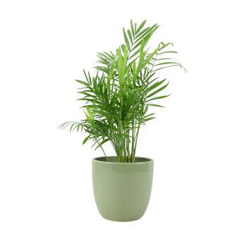 Chamaedorea Elegans Parlor Palm In 12cm Pot, 3 of 11