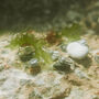 Small Scallop Shell Ring Friends Of The Sea, thumbnail 3 of 5