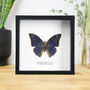 Two Spotted Charaxes Handcrafted Frame, thumbnail 1 of 3