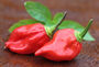 Chilli Plants, Ghost Chilli 'Bhut Jolokia', thumbnail 1 of 9