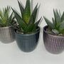Metallic Trio Of Succulents With Ceramic Planters, thumbnail 2 of 3