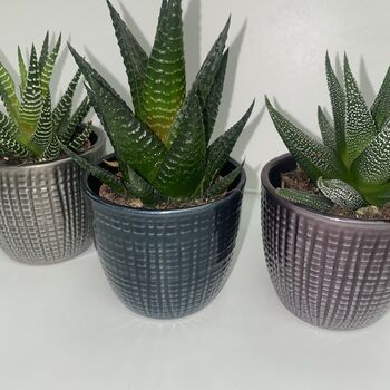Metallic Trio Of Succulents With Ceramic Planters, 2 of 3