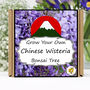 Gardening Gift. Wisteria Bonsai Growing Kit, thumbnail 1 of 6