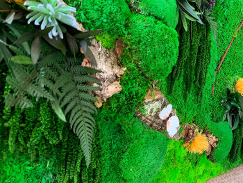 Moss Wall Art | Botanical Art, 5 of 5