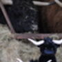 Medium Longhorn Highland Black 23cm Cow With Personalised Heart, thumbnail 4 of 9