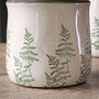 Pine Tree Pots, thumbnail 4 of 5