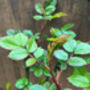 Rose Plant Floribunda 'Mountbatten' 5 L Pot Plant, thumbnail 5 of 6
