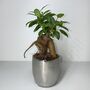 Ficus Ginseng Microcarpa Houseplant Bonsai Good Luck, thumbnail 1 of 9