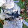 Dog Harness Adjustable Queen's Corgis, thumbnail 10 of 10