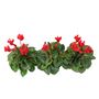 Red Cyclamen Trio In 9cm Pots – Garden Ready Plants, thumbnail 2 of 2