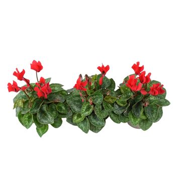 Red Cyclamen Trio In 9cm Pots – Garden Ready Plants, 2 of 2