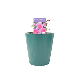Mum In A Million Rose Bush – Fragrant Pink Gift Rose, 5 of 7