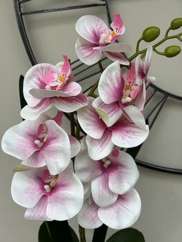 Large Pink Phalenopsis Orchid In Silver Fluted Bowl, 2 of 9