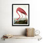 Audubon Flamingo Vintage Bird Illustration Art Print, thumbnail 2 of 3