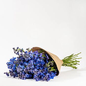 Ultra Marine Blue Delphinium Fresh Flower Bouquet, 2 of 2