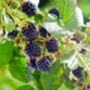 Fruit Plants In Two Litre Pots, thumbnail 5 of 5