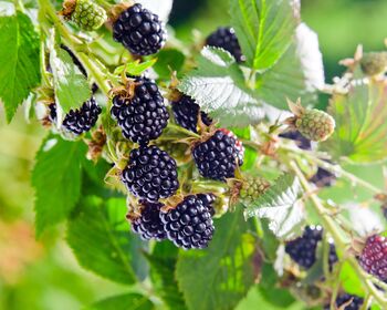 Fruit Plants In Two Litre Pots, 5 of 5