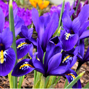 Spring Bulbs Iris Reticulata 12 X Bulb Pack, 5 of 5