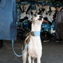 Personalised Cork And Felt Greyhound Dog Collar, thumbnail 8 of 10