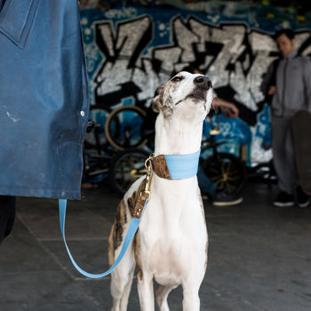 Personalised Cork And Felt Greyhound Dog Collar, 8 of 10