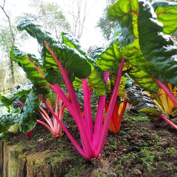 Vegetable Plants Chard 'Rainbow' 12 X Plant Pack, 5 of 5