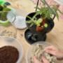 Carnivorous Plant Terrarium Workshop For Two, Manchester, thumbnail 4 of 11