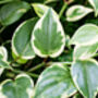 Houseplant Peperomia Scandens 'Variegated' In 13cm Pot, thumbnail 4 of 5