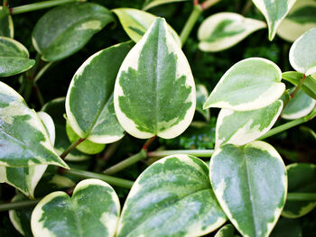 Houseplant Peperomia Scandens 'Variegated' In 13cm Pot, 4 of 5