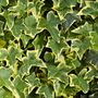 Houseplant Variegated English Ivy One Plant One L Pot, thumbnail 5 of 6