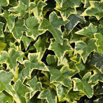 Houseplant Variegated English Ivy One Plant One L Pot, 5 of 6