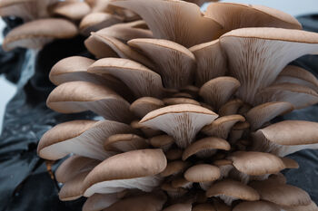 Oyster Mushroom Growing Kit Mixed Bundle, 8 of 12
