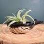 Ceramic Whale With Air Plant Air Plant Holder Gardner Gift Plant Gift Cute Desk Accessory, thumbnail 4 of 6