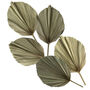 Decorative Palm Leaves Dried Set Five, thumbnail 2 of 6