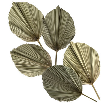 Decorative Palm Leaves Dried Set Five, 2 of 6