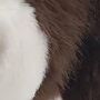 Puppy Dog Saint Bernard Soft Toy With Gift Packaging, thumbnail 6 of 7