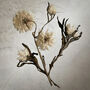 Large Vintage Pressed Flower Frame: Achillea Ptarmica, thumbnail 3 of 8