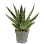 Gasteria Aloe House Plant Easy Care Decorative Plant, thumbnail 4 of 4