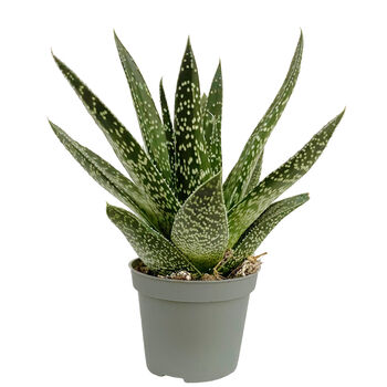 Gasteria Aloe House Plant Easy Care Decorative Plant, 4 of 4