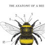 Anatomy Of A Bee Print, thumbnail 3 of 11