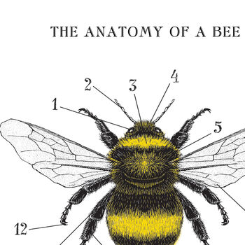 Anatomy Of A Bee Print, 3 of 11