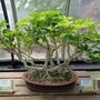 Grow Your Own Bonsai Tree Houseplant Gift Set, thumbnail 3 of 6