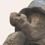 Galapagos Giant Tortoise Giclée Art Print, thumbnail 3 of 3